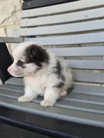 Tank, a male Pembroke Welsh Corgi for sale in Leesburg, OH – 2 of 5