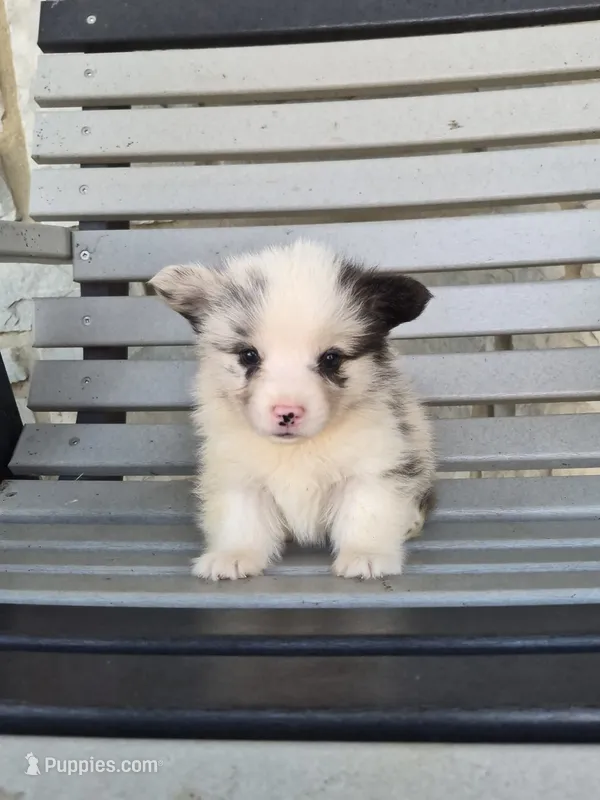 Tank – Pembroke Welsh Corgi puppy for sale in Leesburg, OH