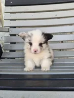 Tank, a male Pembroke Welsh Corgi for sale in Leesburg, OH – 1 of 5