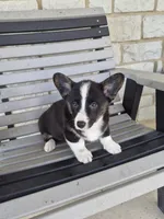 Sophie, a female Pembroke Welsh Corgi for sale in Leesburg, OH – 2 of 6