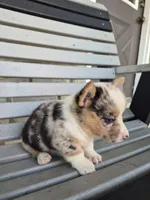 Samson , a male Pembroke Welsh Corgi for sale in Leesburg, OH – 4 of 5