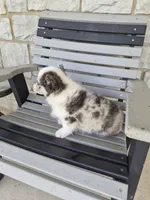 Pepper, a male Pembroke Welsh Corgi for sale in Leesburg, OH – 4 of 6