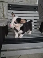 Sadie, a female Pembroke Welsh Corgi for sale in Leesburg, OH – 5 of 5