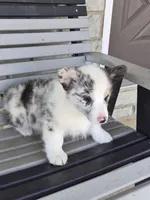 Pepper, a male Pembroke Welsh Corgi for sale in Leesburg, OH – 2 of 6