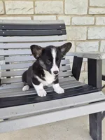 Sophie, a female Pembroke Welsh Corgi for sale in Leesburg, OH – 6 of 6