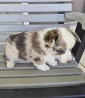 Bandit, a male Pembroke Welsh Corgi for sale in Leesburg, OH – Photo 4 of 4