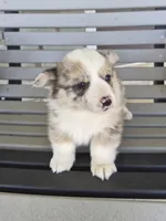 Bandit, a male Pembroke Welsh Corgi for sale in Leesburg, OH – Photo 2 of 4