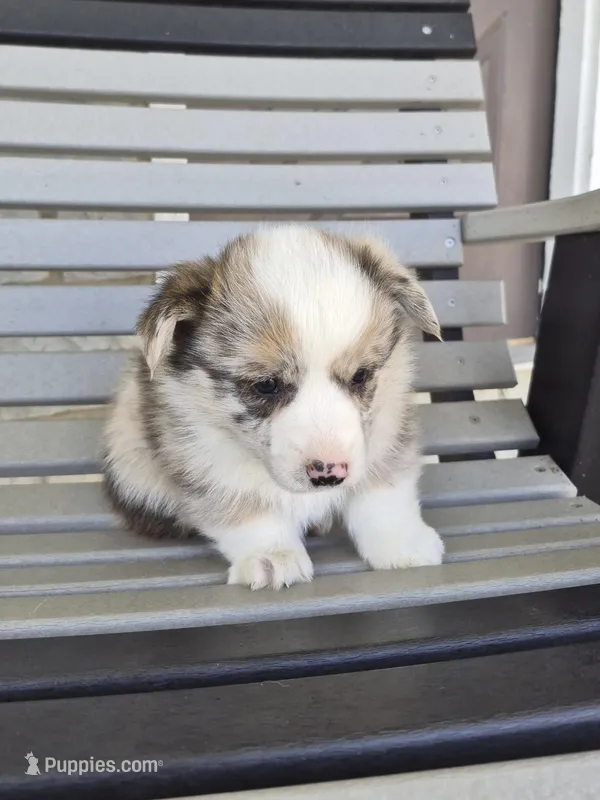 Bandit – Pembroke Welsh Corgi puppy for sale in Leesburg, OH
