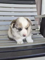 Bandit, a male Pembroke Welsh Corgi for sale in Leesburg, OH – Photo 1 of 4