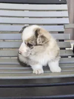 Bandit, a male Pembroke Welsh Corgi for sale in Leesburg, OH – Photo 3 of 4