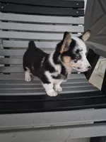 Sadie, a female Pembroke Welsh Corgi for sale in Leesburg, OH – 2 of 5