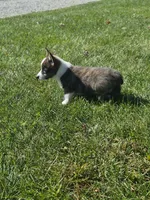 Thor, a male Pembroke Welsh Corgi for sale in Leesburg, OH – 3 of 5