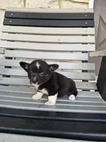 Shadow, a female Pembroke Welsh Corgi for sale in Leesburg, OH – 4 of 4