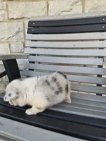 Toby, a male Pembroke Welsh Corgi for sale in Leesburg, OH – 4 of 5
