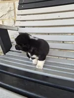 Shadow, a female Pembroke Welsh Corgi for sale in Leesburg, OH – 2 of 4