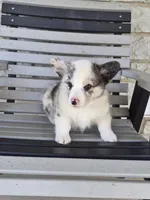 Pepper, a male Pembroke Welsh Corgi for sale in Leesburg, OH – 3 of 6