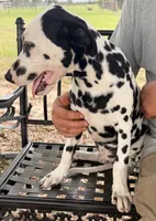Male 1 Full AKC , a male Dalmatian for sale in Chipley, FL – 3 of 7
