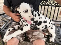 Male 4 Full AKC , a male Dalmatian for sale in Chipley, FL – 3 of 6