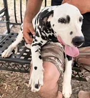 Male 4 Full AKC , a male Dalmatian for sale in Chipley, FL – 2 of 6