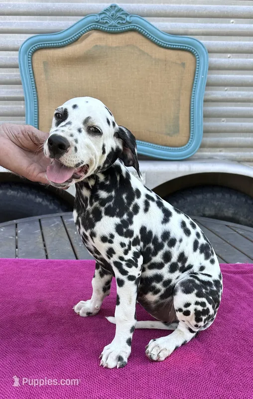 Female 1 Full AKC  – Dalmatian puppy for sale in Chipley, FL