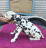 Male 4 Full AKC , a female Dalmatian for sale in Chipley, FL – 3 of 3