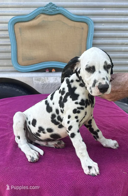 Male 1 Full AKC  – Dalmatian puppy for sale in Chipley, FL