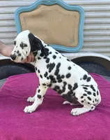 Male 1 Full AKC , a male Dalmatian for sale in Chipley, FL – 7 of 7