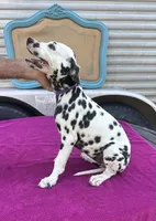 Female 3 Full AKC , a female Dalmatian for sale in Chipley, FL – 2 of 3