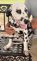 Male 1 Full AKC , a male Dalmatian for sale in Chipley, FL – 2 of 7