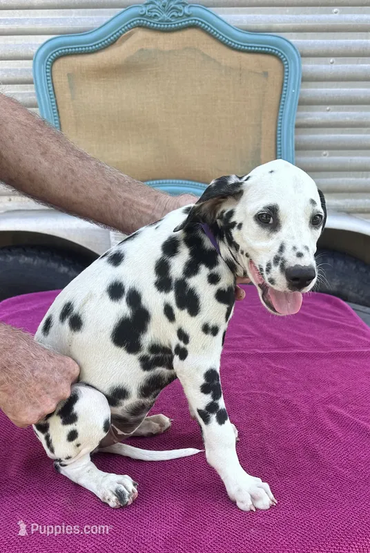 Female 3 Full AKC  – Dalmatian puppy for sale in Chipley, FL