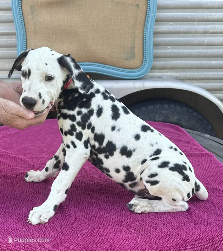 Male 4 Full AKC  – Dalmatian puppy for sale in Chipley, FL
