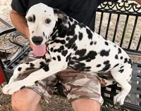 Male 4 Full AKC , a male Dalmatian for sale in Chipley, FL – 5 of 6
