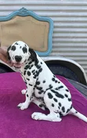 Male 2 Full AKC , a female Dalmatian for sale in Chipley, FL – 2 of 3