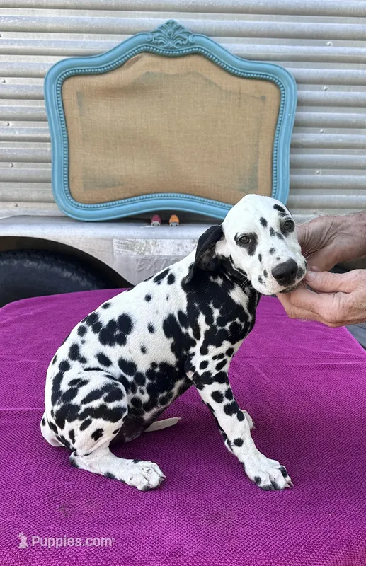 Female 2 Full AKC  – Dalmatian puppy for sale in Chipley, FL