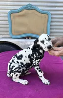 Female 2 Full AKC , a female Dalmatian for sale in Chipley, FL – 1 of 2