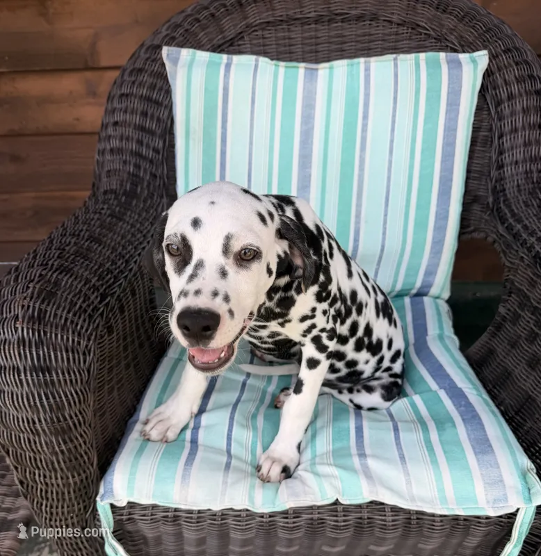 Female 1 Full AKC  – Dalmatian puppy for sale in Chipley, FL