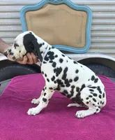 Male 1 Full AKC , a male Dalmatian for sale in Chipley, FL – 6 of 7