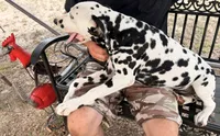 Male 4 Full AKC , a male Dalmatian for sale in Chipley, FL – 6 of 6