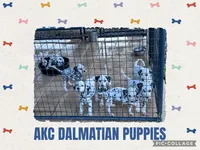 Female 1 Full AKC , a female Dalmatian for sale in Chipley, FL – 2 of 2