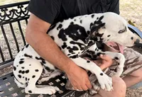 Male 4 Full AKC , a male Dalmatian for sale in Chipley, FL – 4 of 6