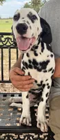 Male 1 Full AKC , a male Dalmatian for sale in Chipley, FL – 4 of 7