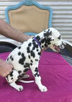 Female 3 Full AKC , a female Dalmatian for sale in Chipley, FL – 3 of 3