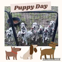 Male 1 Full AKC , a female Dalmatian for sale in Chipley, FL – 2 of 2
