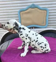 Male 3 Full AKC , a female Dalmatian for sale in Chipley, FL – 2 of 2