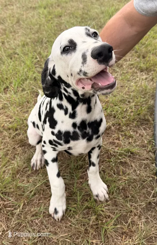 Male 1 Full AKC  – Dalmatian puppy for sale in Chipley, FL