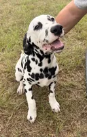 Male 1 Full AKC , a male Dalmatian for sale in Chipley, FL – 1 of 7