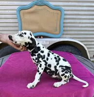Female 2 Full AKC , a female Dalmatian for sale in Chipley, FL – 2 of 2