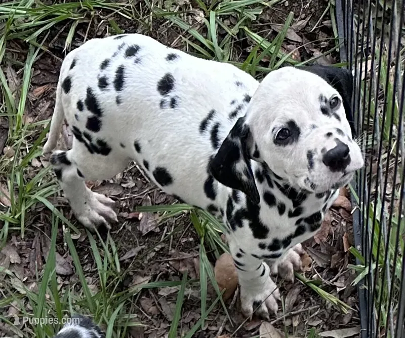 Male 1 Full AKC  – Dalmatian puppy for sale in Chipley, FL