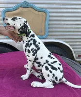 Male 2 Full AKC , a female Dalmatian for sale in Chipley, FL – 3 of 3