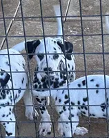 Female 1 Full AKC , a female Dalmatian for sale in Chipley, FL – 1 of 2
